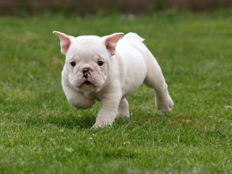 of Boogy Doggy Bull's - Bulldog Anglais - Portée née le 16/03/2013