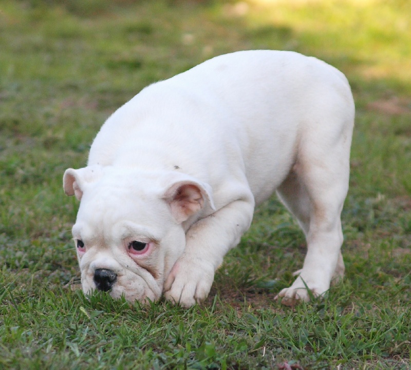 of Boogy Doggy Bull's - Bulldog Anglais - Portée née le 06/07/2013