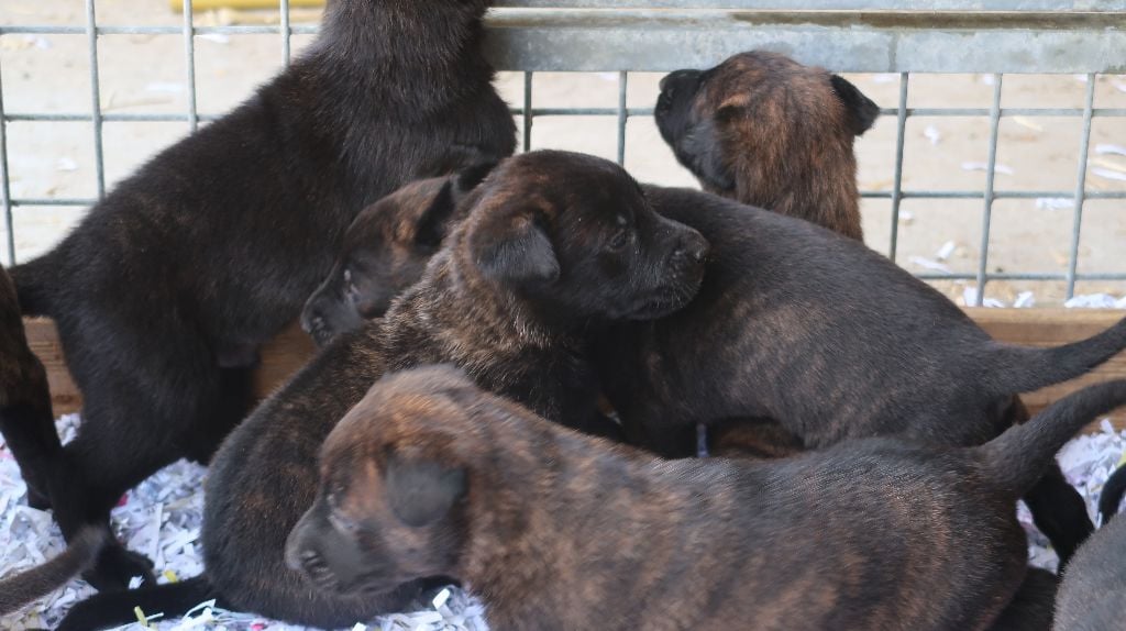 Chiot Berger hollandais Démon de Van