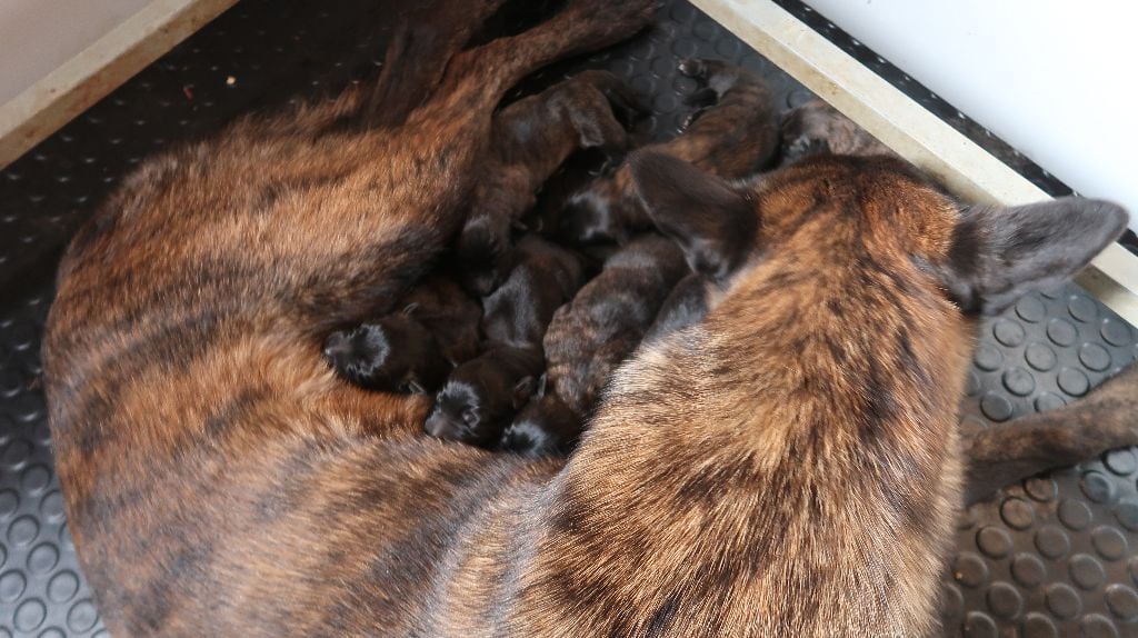 Chiot Berger hollandais Démon de Van