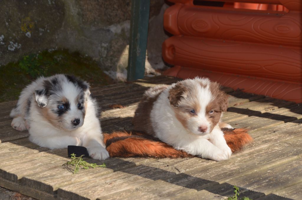 Chiot Berger Australien du domaine de la Camosciara