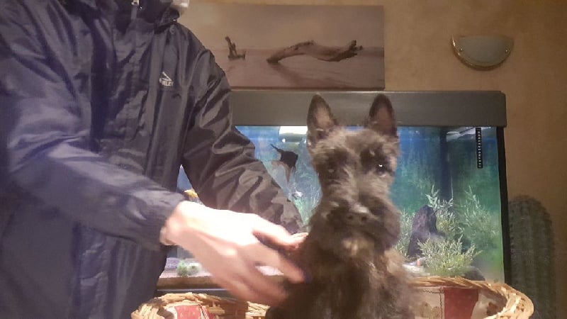 du jardin des korrigans - Chiots disponibles - Scottish Terrier