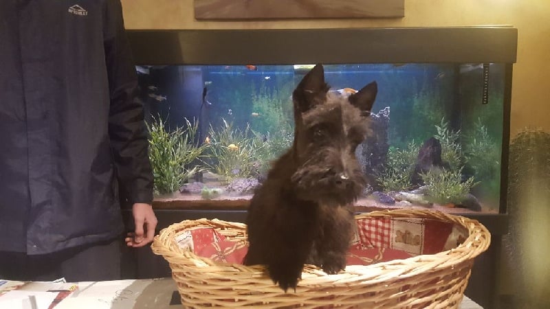 du jardin des korrigans - Chiots disponibles - Scottish Terrier