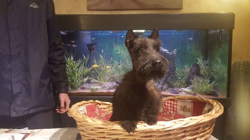 du jardin des korrigans - Scottish Terrier - Portée née le 11/10/2016