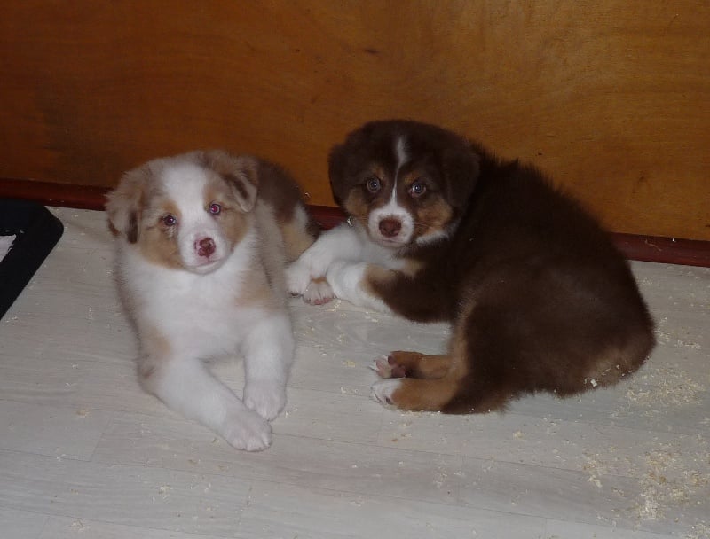 Chiot Berger Australien de Vaumarloups