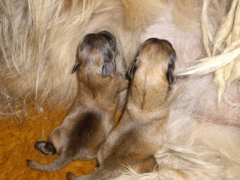 Chiot Berger des Pyrenees à poil long du Champs des Fourches