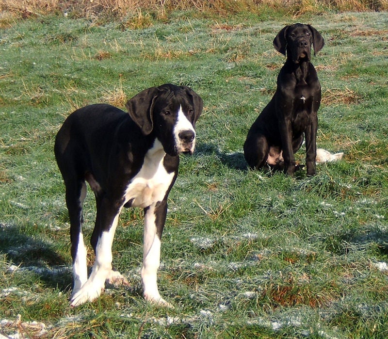 Chiot Dogue allemand des Glaciers Charmants