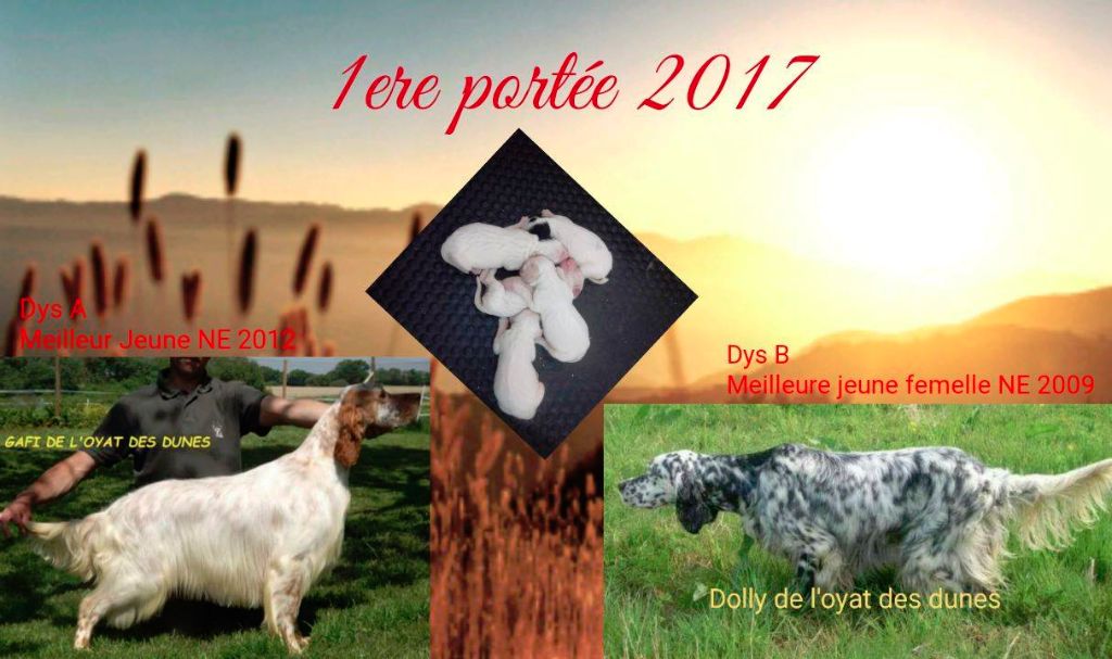 de l'oyat des dunes - PORTEES 2017