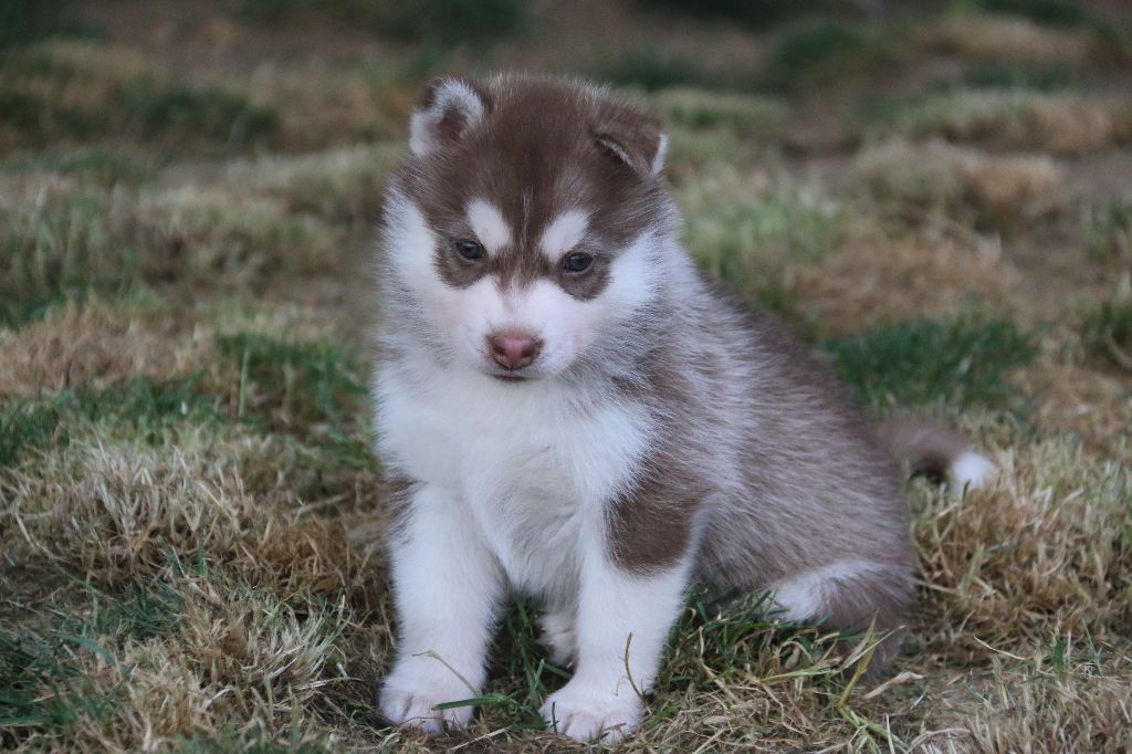 of Nordic Forest - Siberian Husky - Portée née le 19/05/2017