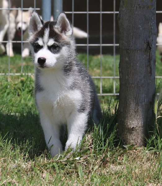 of Nordic Forest - Siberian Husky - Portée née le 12/04/2016