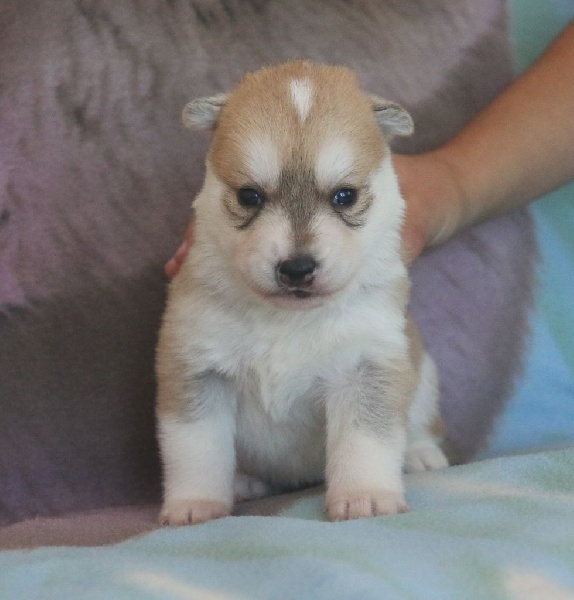 of Nordic Forest - Siberian Husky - Portée née le 12/08/2015