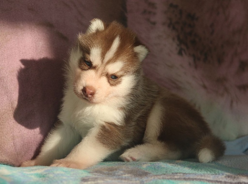 of Nordic Forest - Siberian Husky - Portée née le 25/08/2016