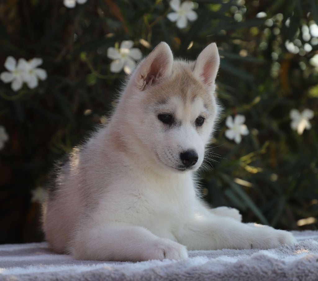 of Nordic Forest - Chiots disponibles - Siberian Husky