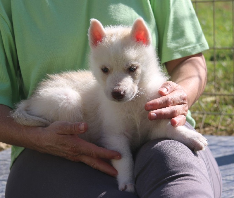 of Nordic Forest - Siberian Husky - Portée née le 22/03/2016