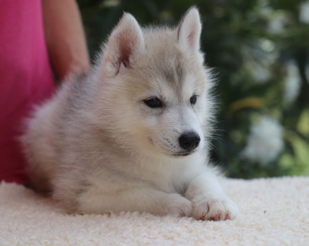 of Nordic Forest - Chiots disponibles - Siberian Husky