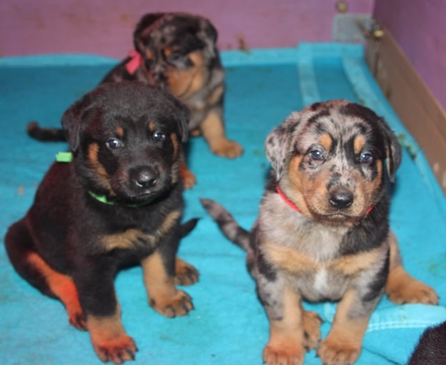 Chiot Berger de Beauce de la Combe aux Genêts