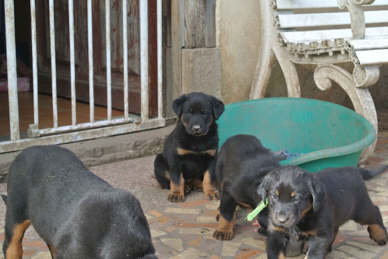 Chiot Berger de Beauce de la Combe aux Genêts