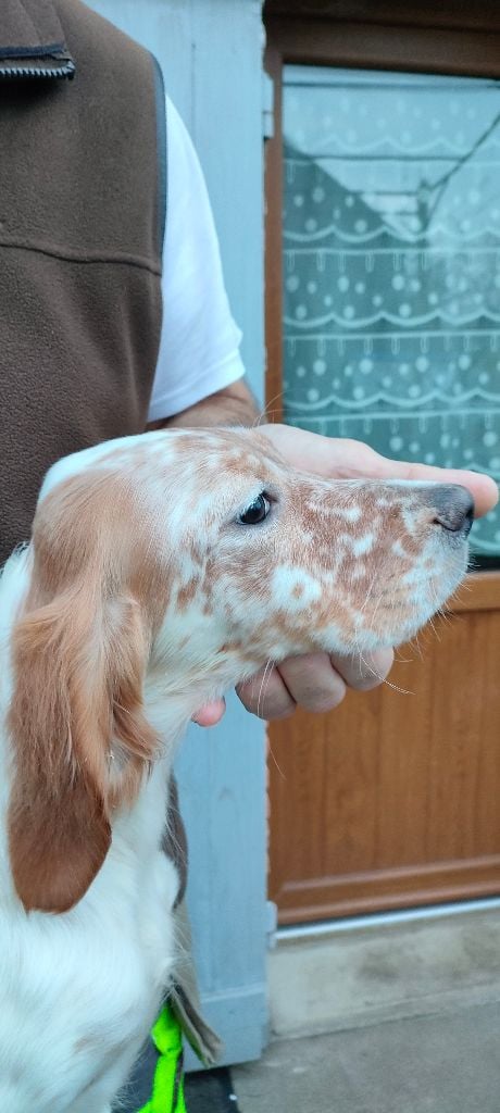 de la hêtraie pourpre - Chiots disponibles - Setter Anglais