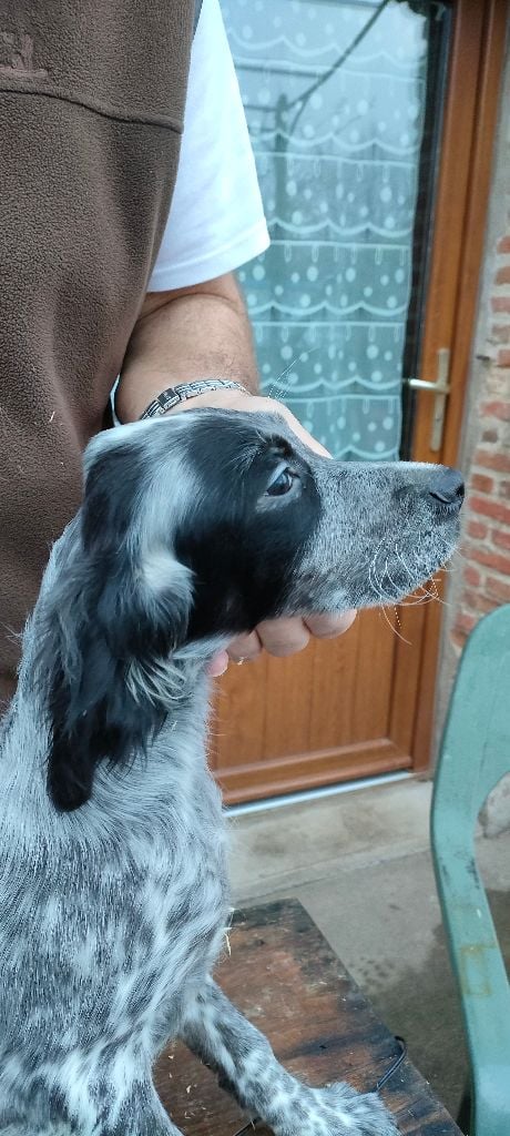 de la hêtraie pourpre - Chiots disponibles - Setter Anglais