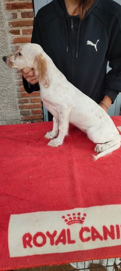 de la hêtraie pourpre - Chiots disponibles - Setter Anglais