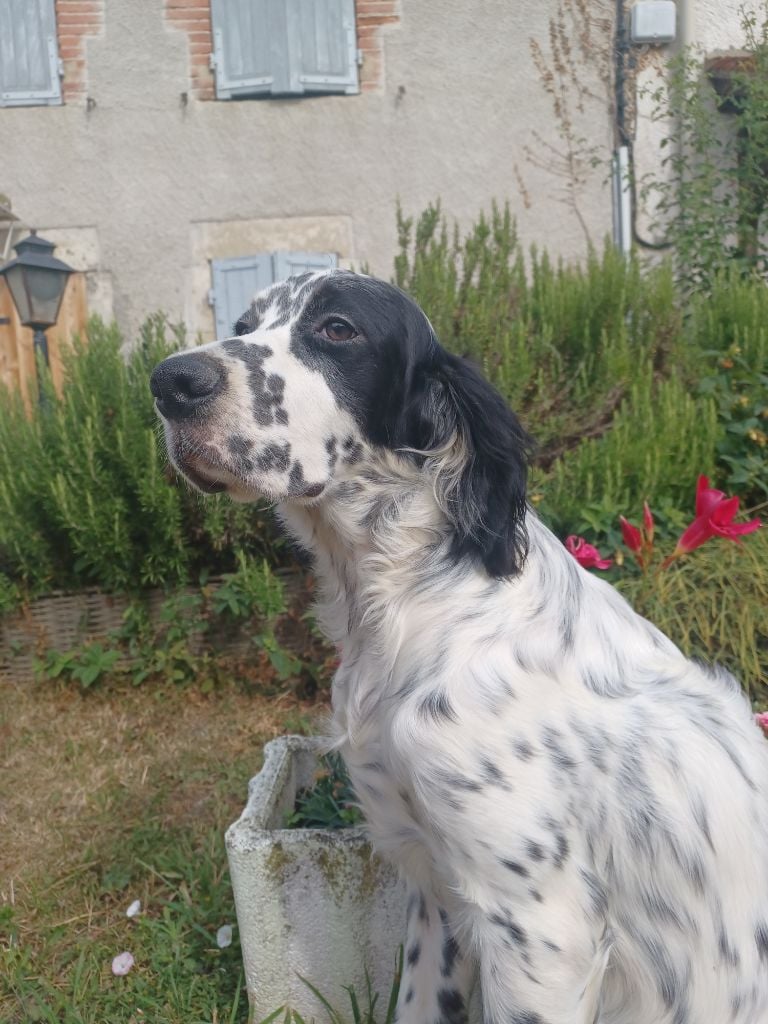 de la hêtraie pourpre - Chiots disponibles - Setter Anglais