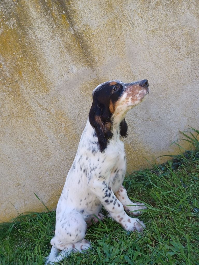 de la hêtraie pourpre - Chiots disponibles - Setter Anglais