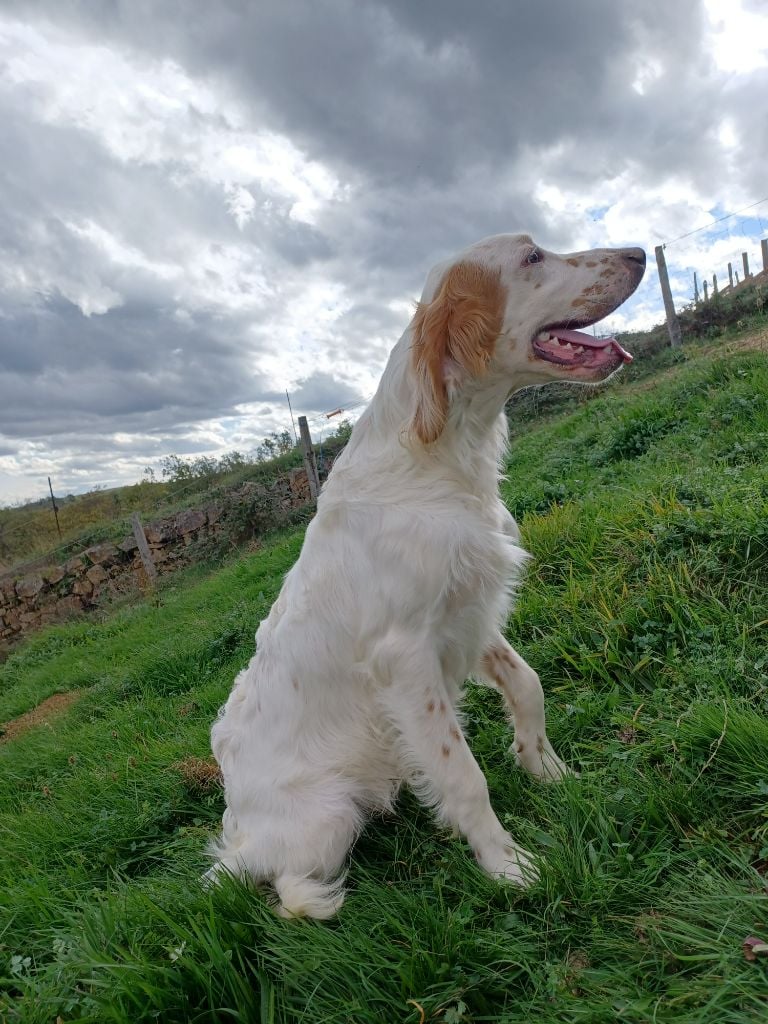 de la hêtraie pourpre - Chiots disponibles - Setter Anglais