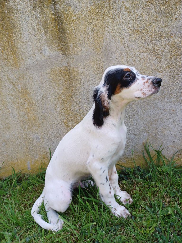 de la hêtraie pourpre - Chiots disponibles - Setter Anglais