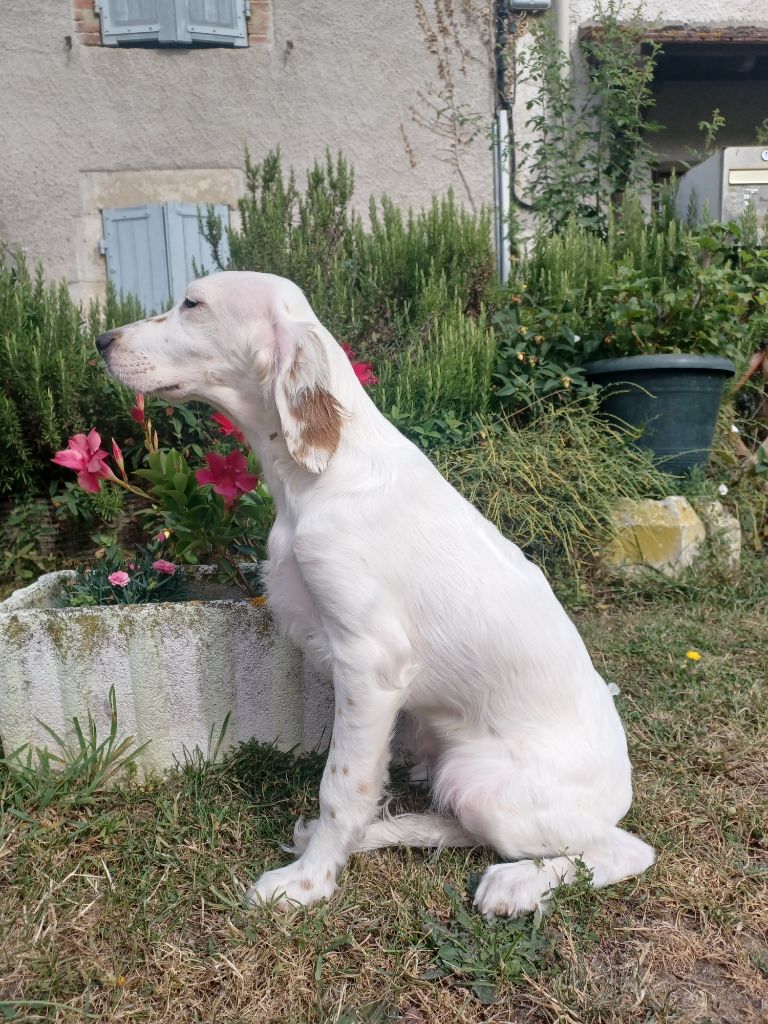 de la hêtraie pourpre - Chiots disponibles - Setter Anglais