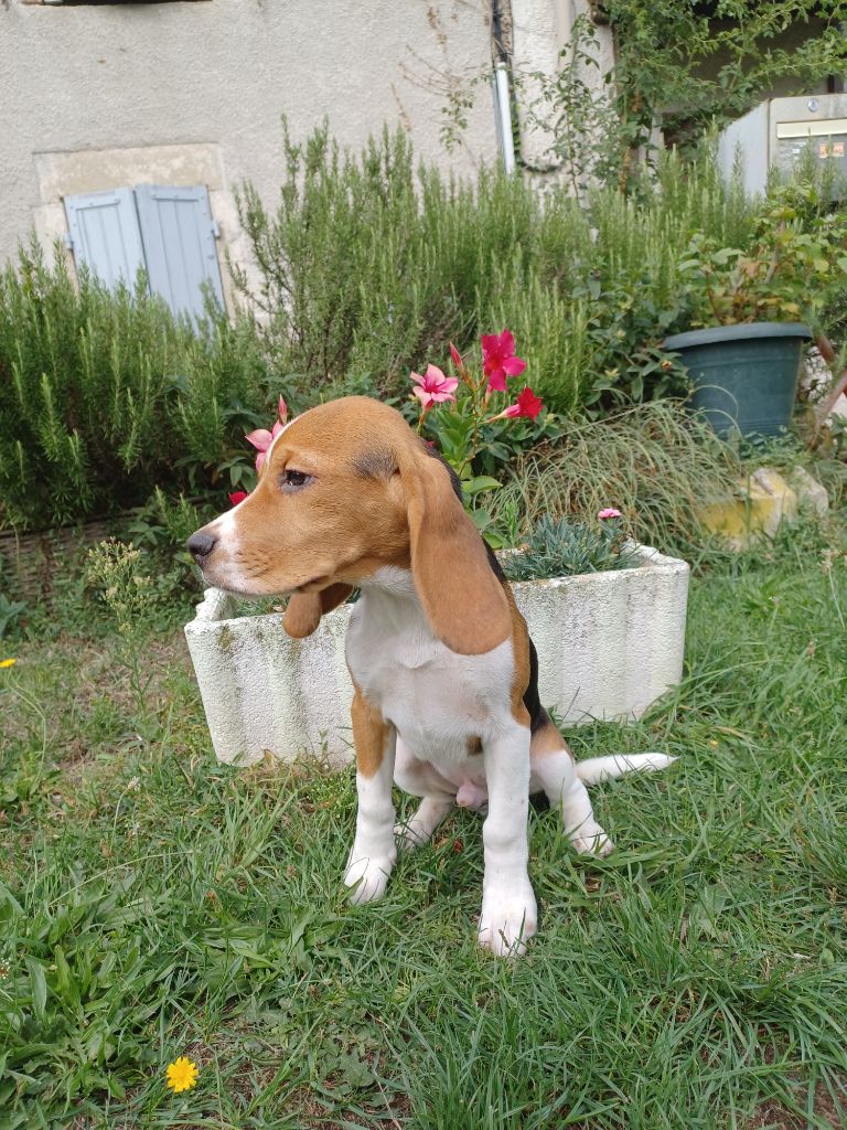 de la hêtraie pourpre - Chiots disponibles - Beagle