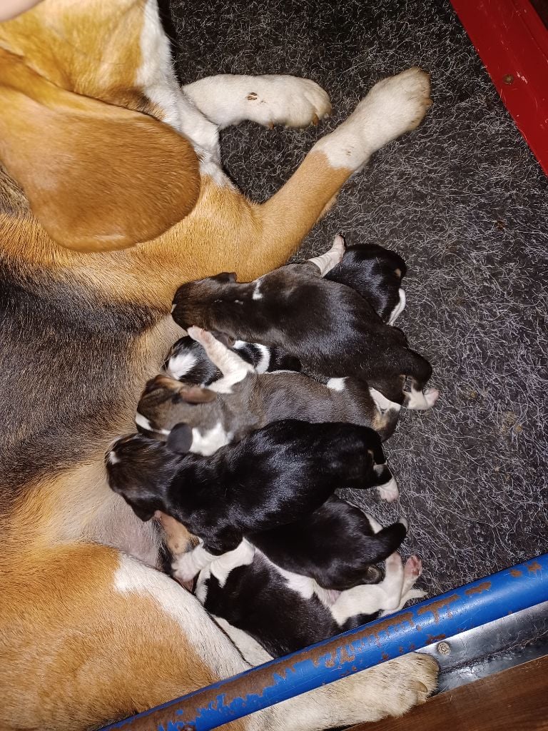 Chiot Beagle de la hêtraie pourpre