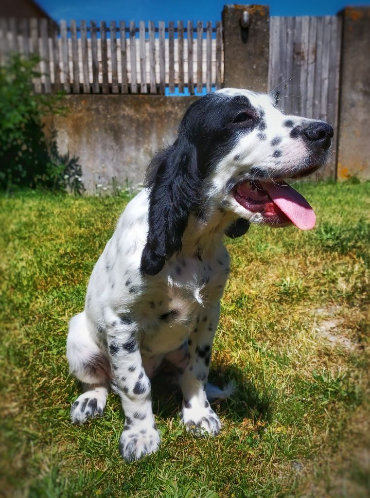 de la hêtraie pourpre - Chiots disponibles - Setter Anglais