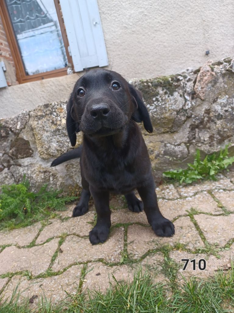 de la hêtraie pourpre - Chiots disponibles - Labrador Retriever