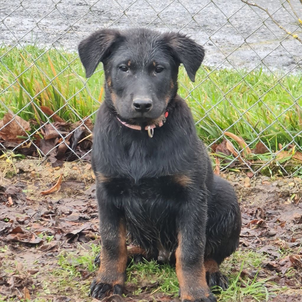 du serment des brumes - Chiots disponibles - Berger de Beauce