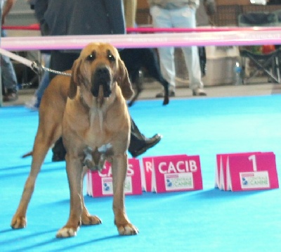 du domaine d'en bas - EXCALIBUR CHAMPIONNE DE FRANCE A METZ 2012