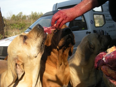 du domaine d'en bas - ALIMENTATION DU CHIOT ET DU CHIEN ADULTE