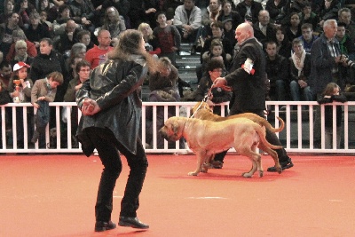 du domaine d'en bas - DANOUCHKA  & EXCALIBUR EN PAIRE A MONTLUCON 2012