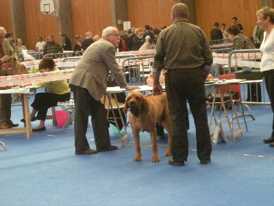 du domaine d'en bas - ENCORE UN CACS DE SCC+CACIB DE FCI POUR NOTRE BALOO A CHATEAUROUX 