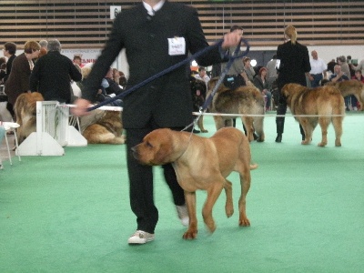 du domaine d'en bas - LA MAMAN DE BALOO CHAMPIONNE DE FRANCE 2008 COMME PAPA RONALDO EN 2004