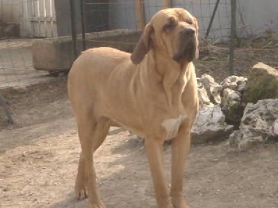 du domaine d'en bas - SUPERBES CHIOTS DISPOS CHEZ NOTRE AMIE MICKAELLE