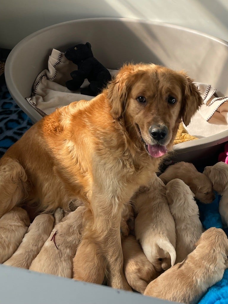 Chiot Golden Retriever de la Gabrière