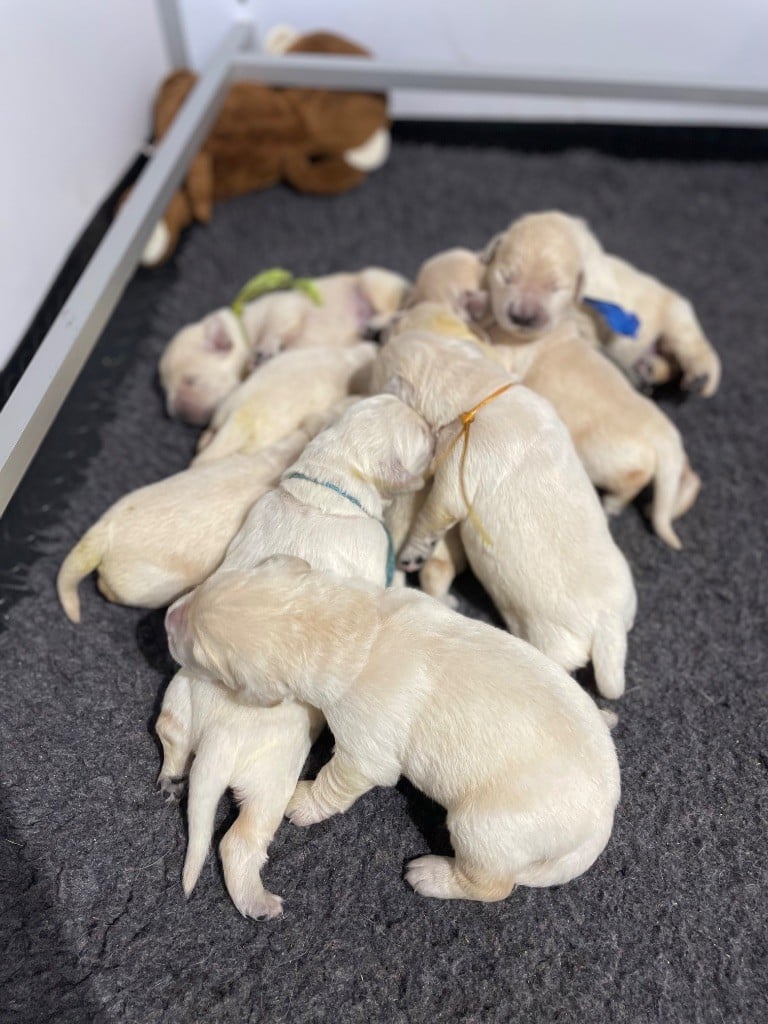 de la Gabrière - Golden Retriever - Portée née le 19/02/2025