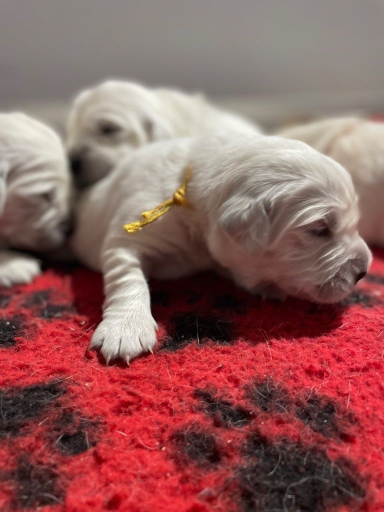 Chiot Golden Retriever de la Gabrière