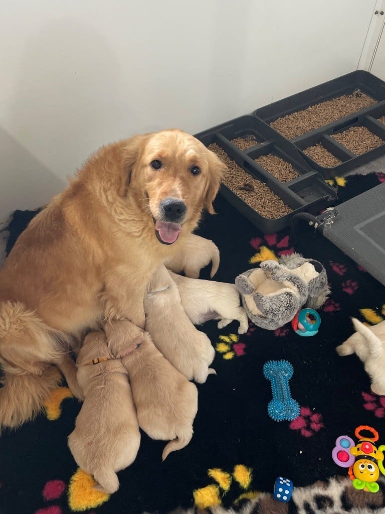 Chiot Golden Retriever de la Gabrière