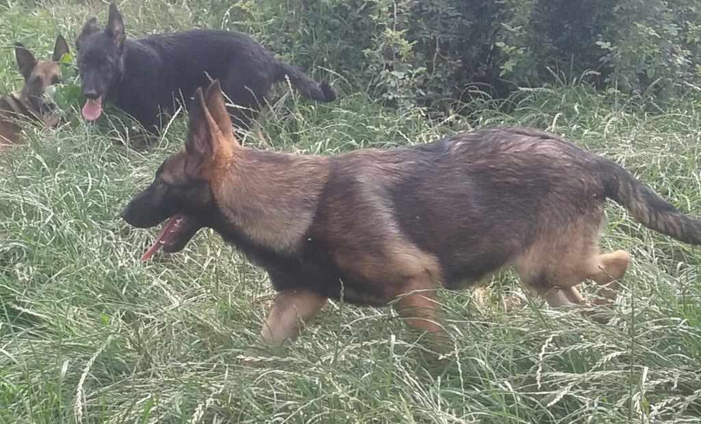 Vom Drachensherzen - Chiots disponibles - Berger Allemand