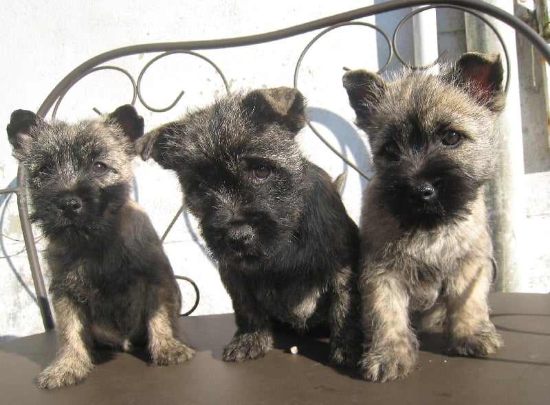 de Cosédia - Cairn Terrier - Portée née le 23/03/2013