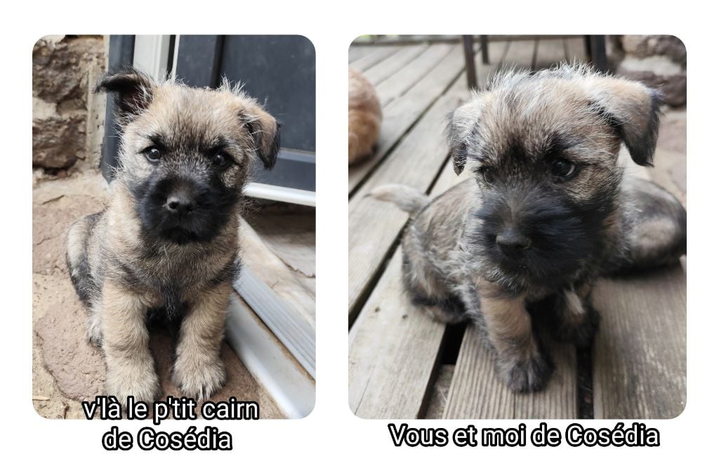 de Cosédia - Cairn Terrier - Portée née le 25/07/2024