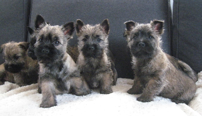 Chiot Cairn Terrier de Cosédia