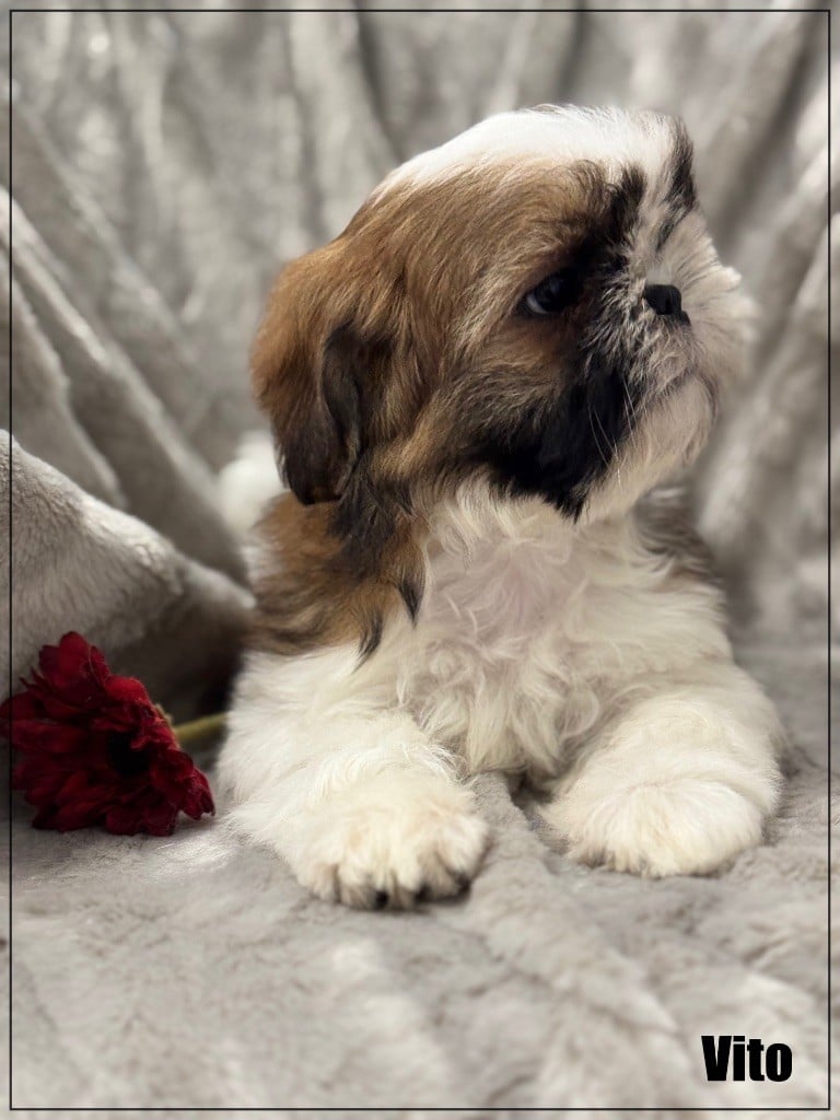 of Kieu Temple - Chiots disponibles - Shih Tzu