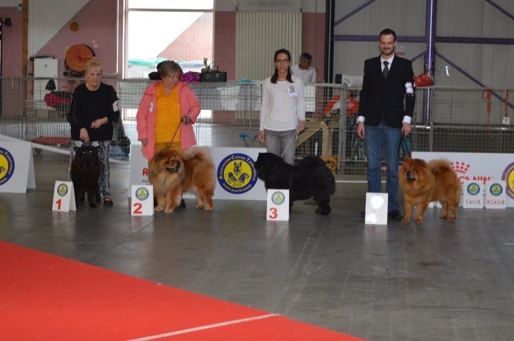 SPECIALE CHOW CHOW AMIENS 27 AVRIL 2019